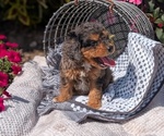 Small #2 Cavapoo