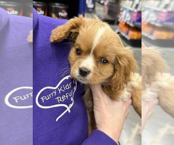 Medium Photo #2 Cavalier King Charles Spaniel Puppy For Sale in Lee's Summit, MO, USA