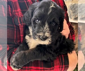 Bernedoodle Puppy for sale in CONESTOGA, PA, USA