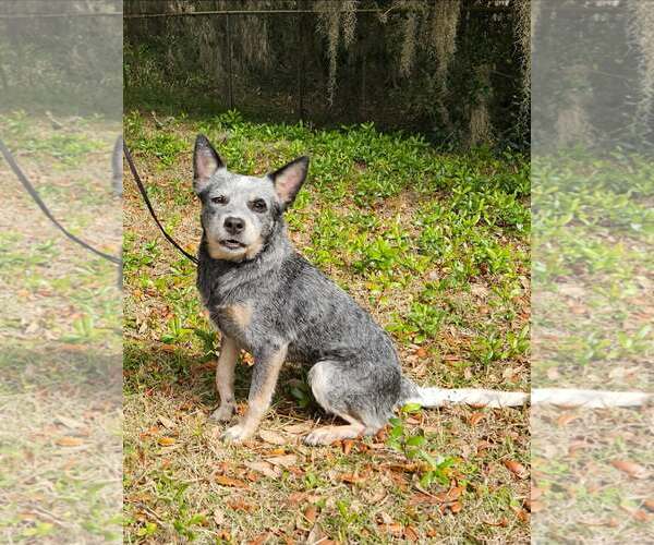 Medium Photo #2 Mutt Puppy For Sale in Oviedo, FL, USA