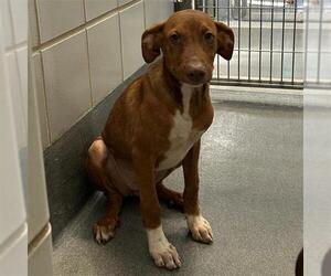 Mutt Dogs for adoption in San Antonio, TX, USA