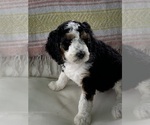 Small Photo #4 Bernedoodle Puppy For Sale in POINTBLANK, TX, USA