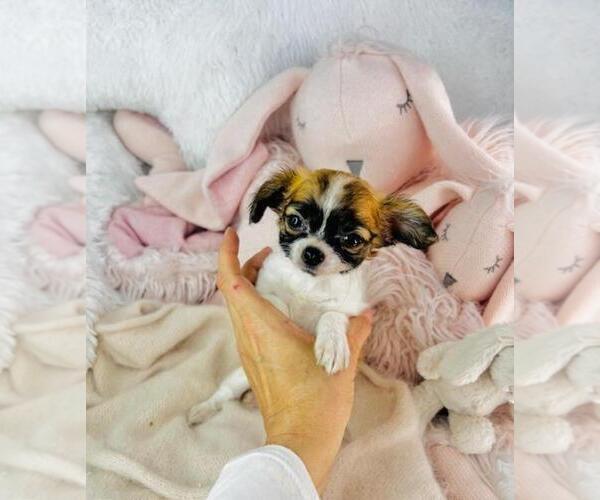 Medium Photo #21 Chihuahua Puppy For Sale in JENSEN BEACH, FL, USA