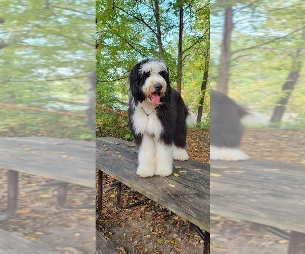 Medium Photo #1 Sheepadoodle Puppy For Sale in HINCKLEY, OH, USA