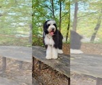 Small Photo #1 Sheepadoodle Puppy For Sale in HINCKLEY, OH, USA