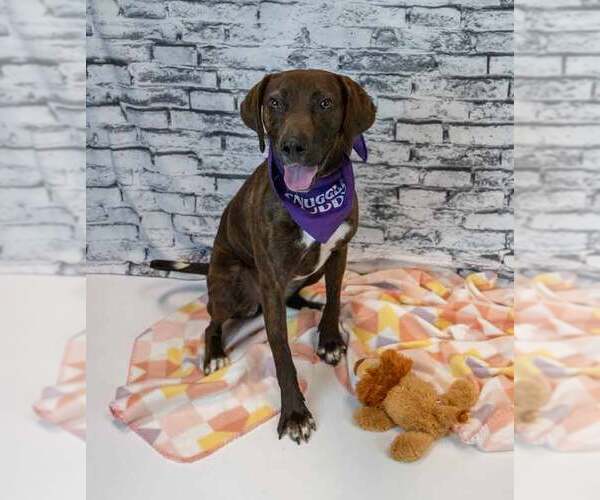 Medium Photo #2 Mutt Puppy For Sale in Kennesaw, GA, USA