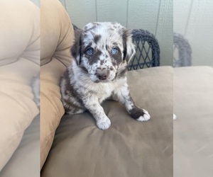 Medium Australian Shepherd