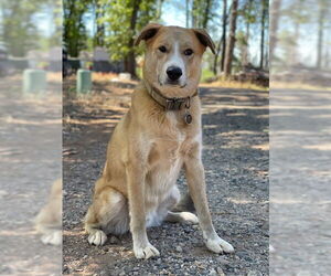 Labsky Dogs for adoption in Chico, CA, USA