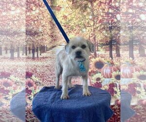 Cairn Terrier-Wheaten Terrier Mix Dogs for adoption in Newport Beach, CA, USA