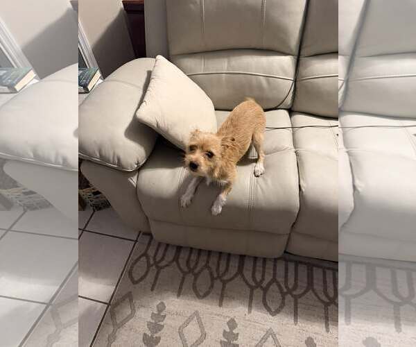 Medium Photo #3 Mutt Puppy For Sale in Palatka, FL, USA