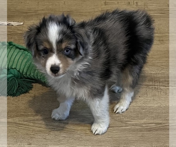 Medium Photo #3 Miniature Australian Shepherd Puppy For Sale in FORT MORGAN, CO, USA