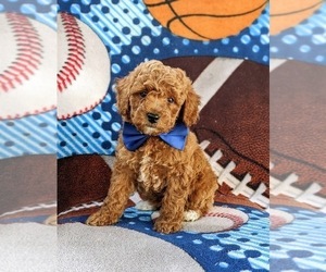 Poodle (Miniature) Puppy for sale in OXFORD, PA, USA