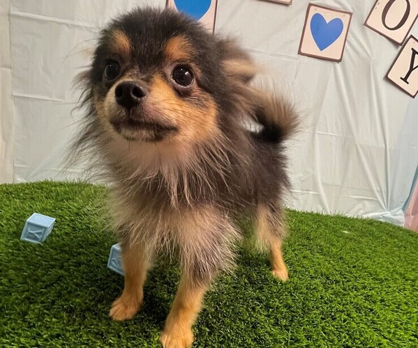 Medium Photo #2 Pomeranian Puppy For Sale in STUART, FL, USA