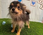 Small #1 Pomeranian