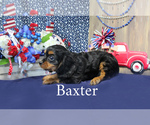 Small Photo #14 Cavalier King Charles Spaniel Puppy For Sale in CHANUTE, KS, USA