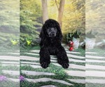 Small Photo #5 Poodle (Standard) Puppy For Sale in MC BAIN, MI, USA