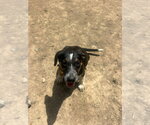 Small Australian Shepherd Mix