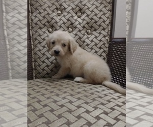 Golden Retriever Puppy for sale in KNOXVILLE, TN, USA