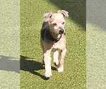 Small #10 Mutt