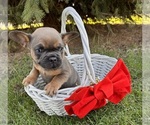 Small #1 French Bulldog