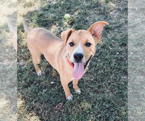 Medium Photo #1 Mutt Puppy For Sale in Evansville, IN, USA