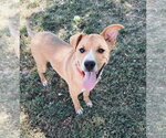 Harrison - Male Mutt Dog for Adoption - Small photo