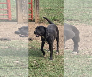 Claire: At shelter - Female Labrador Retriever-Unknown Mix Dog for Adoption - Photo #6