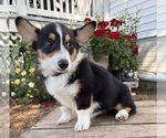 Small #2 Pembroke Welsh Corgi