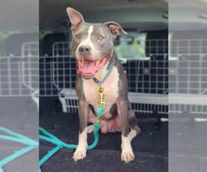 Bruno - Male American Pit Bull Terrier-American Staffordshire Terrier Mix Dog for Adoption - Photo #22
