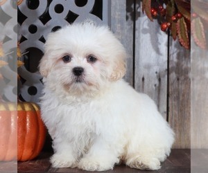 Zuchon Puppy for sale in MOUNT VERNON, OH, USA