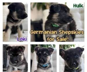 German Shepherd Dog-Siberian Husky Mix Puppy for sale in RYE BROOK, NY, USA