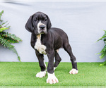 Small #5 Great Dane