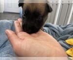 Small Photo #232 Belgian Malinois Puppy For Sale in REESEVILLE, WI, USA