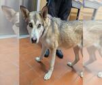 Small Gerberian Shepsky