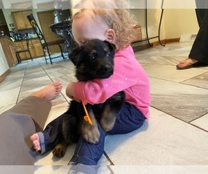 German Shepherd Dog Puppy for sale in BLACK FOREST, CO, USA