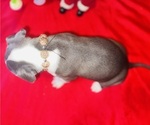 Small Photo #9 American Pit Bull Terrier Puppy For Sale in TRENTON, NJ, USA