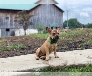 French Bulldog Puppy for sale in LANCASTER, PA, USA