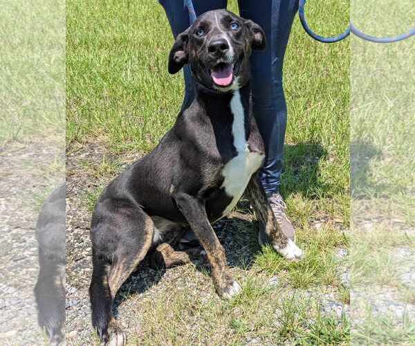 Medium Photo #4 Siberian Husky-Unknown Mix Puppy For Sale in Anniston, AL, USA