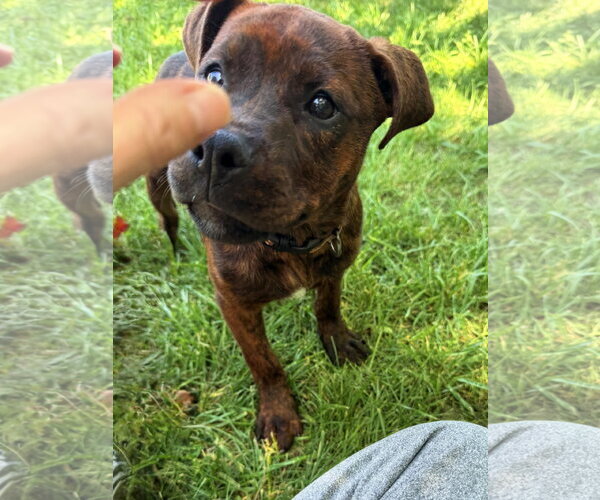 Medium Photo #2 Mutt Puppy For Sale in Mooresville, NC, USA