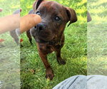 Small #1 Mutt