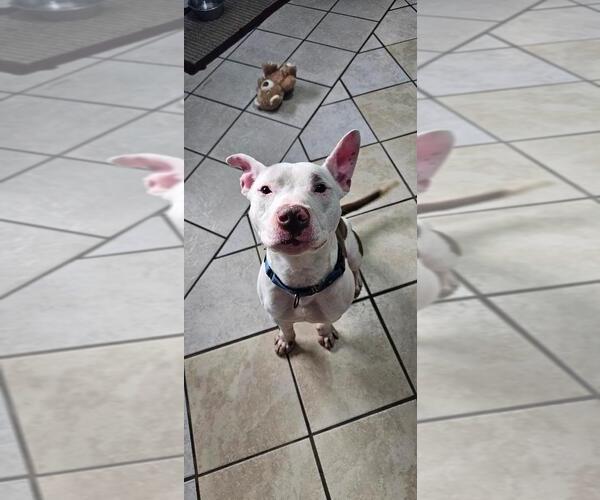 Medium Photo #2 American Pit Bull Terrier-Unknown Mix Puppy For Sale in DuQuoin, IL, USA