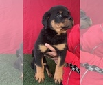 Small Photo #13 Rottweiler Puppy For Sale in MIRA LOMA, CA, USA