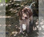 Puppy Ophelia Pointer