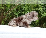 Small #17 ShihPoo