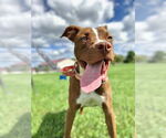 Small #10 American Pit Bull Terrier