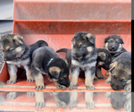 Small Photo #27 German Shepherd Dog Puppy For Sale in HEDGESVILLE, WV, USA