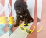 Small Photo #80 Miniature Bernedoodle Puppy For Sale in AUBURNDALE, FL, USA