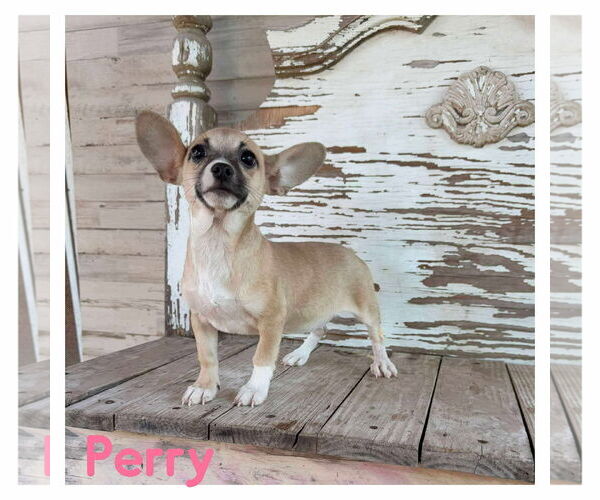 Medium Photo #1 Chihuahua-Unknown Mix Puppy For Sale in Boonton, NJ, USA