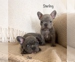 Small Photo #10 French Bulldog Puppy For Sale in HUDSONVILLE, MI, USA