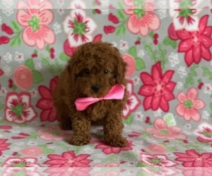 Poodle (Toy) Puppy for sale in LANCASTER, PA, USA
